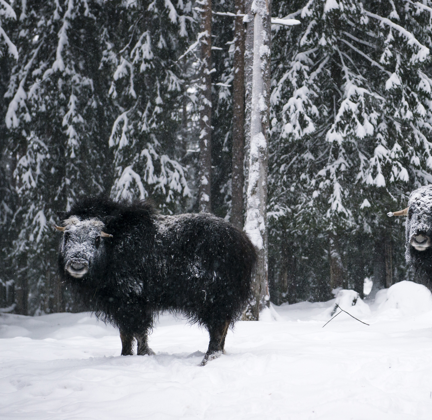 Two muskoxes in snow looking towards the camera. 