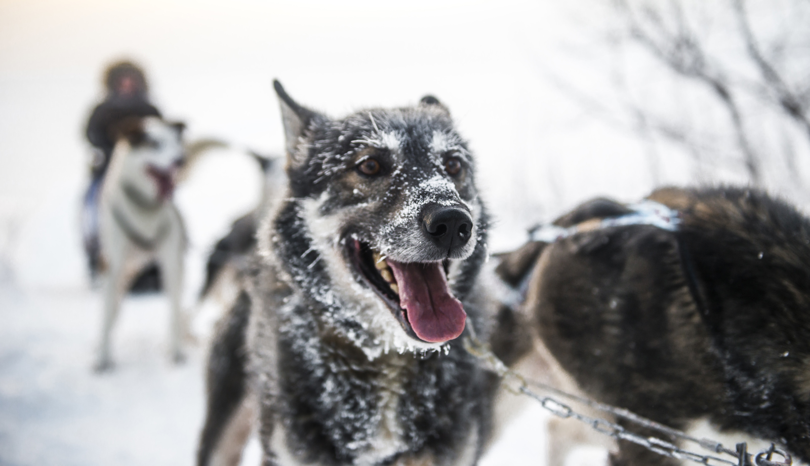 Photo: Thea Holmqvist/Gold of Lapland A dog sledding dog with open mouth.